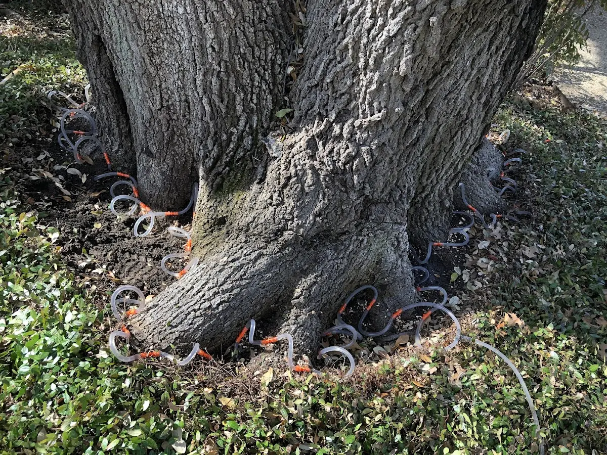 Detailed Tree Cabling and Bracing job site in West Hempstead