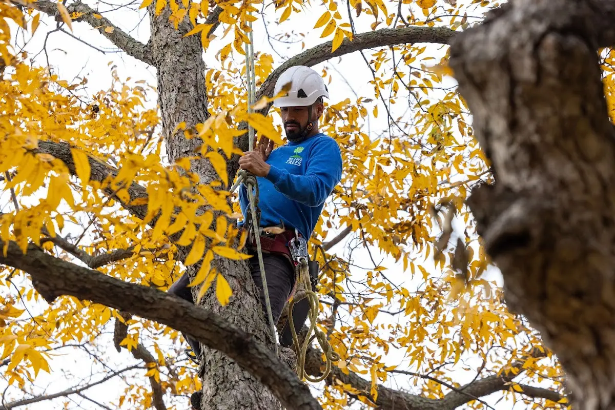 Skilled Tree Planting crew working in West Hempstead