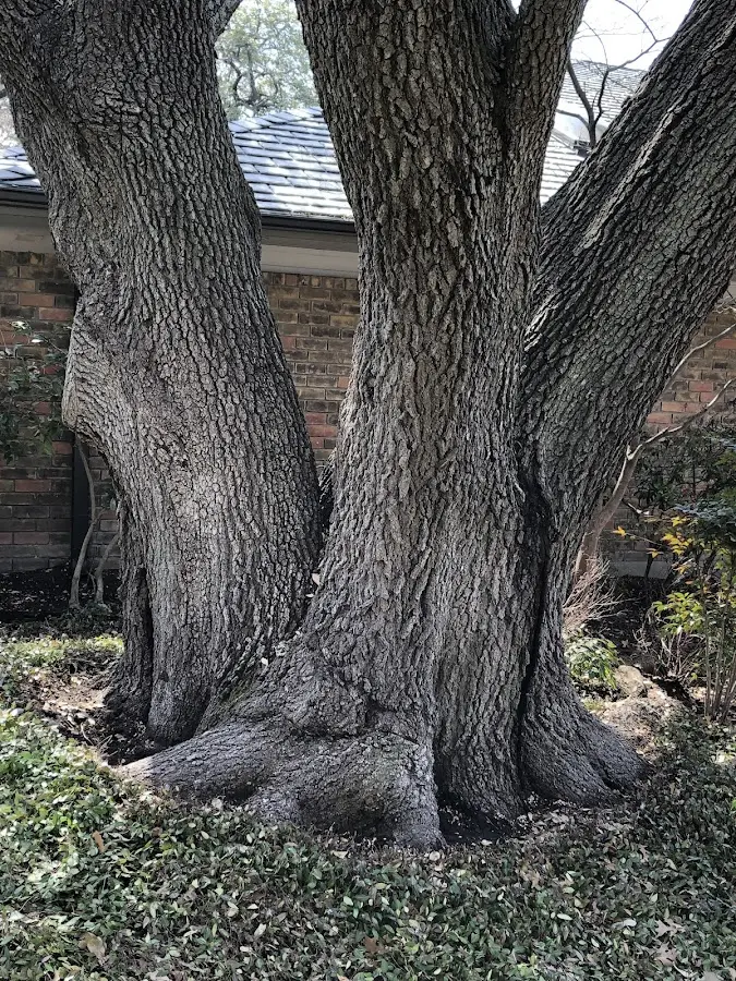 Mature heritage tree close to a West Hempstead property cared for by certified arborists